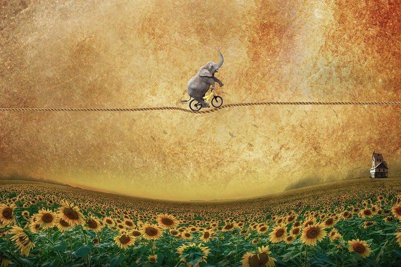 Whimsical Meadows