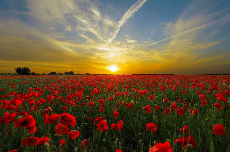 Whimsical Meadow