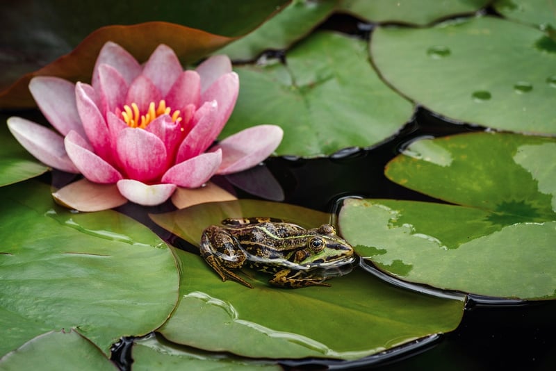 Serene Lotus Pond